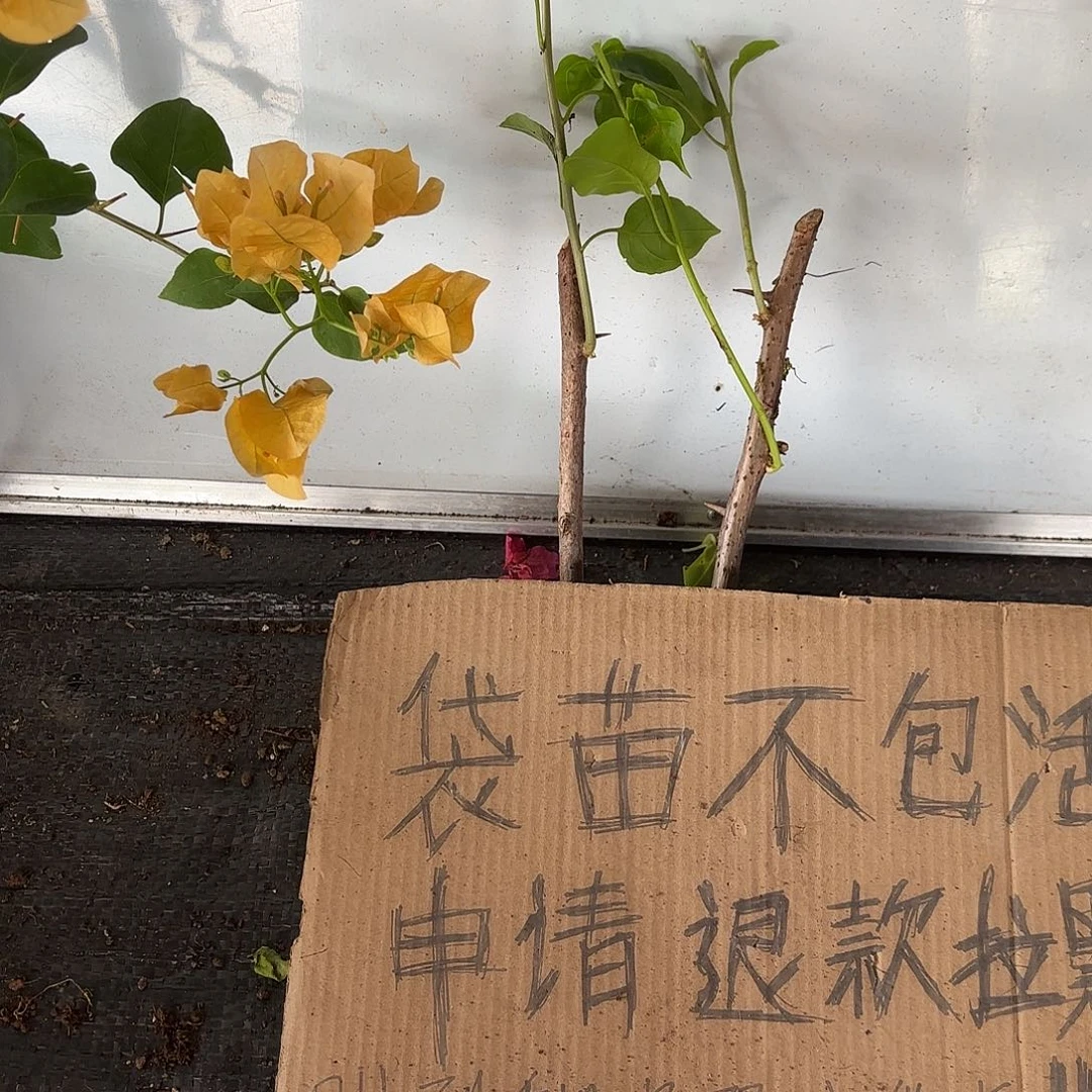 左***左无花朵袋苗盲盒两颗