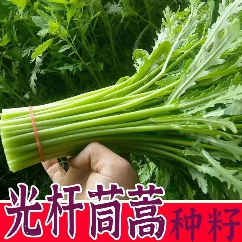【全场商品满5元包邮】茼蒿菜籽菜种光杆茼蒿菜小叶大叶四季青菜