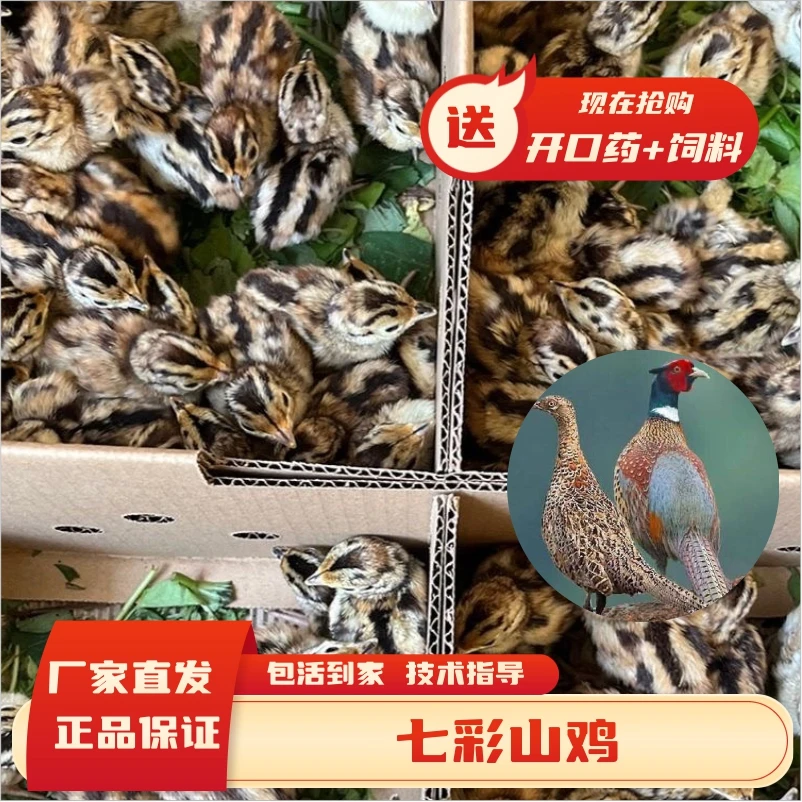 七彩山鸡可爱毛绒【顺丰包邮】111