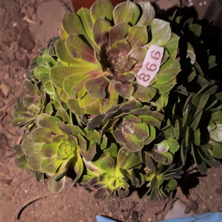 98花月夜多肉植物不售后