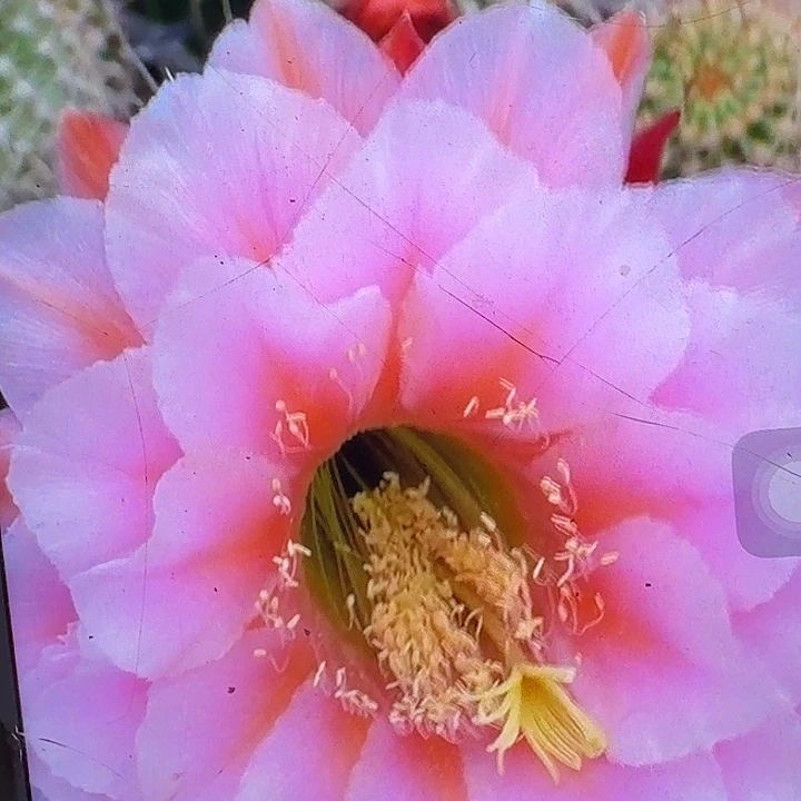 花季少女侧芽5公分左右毛花柱