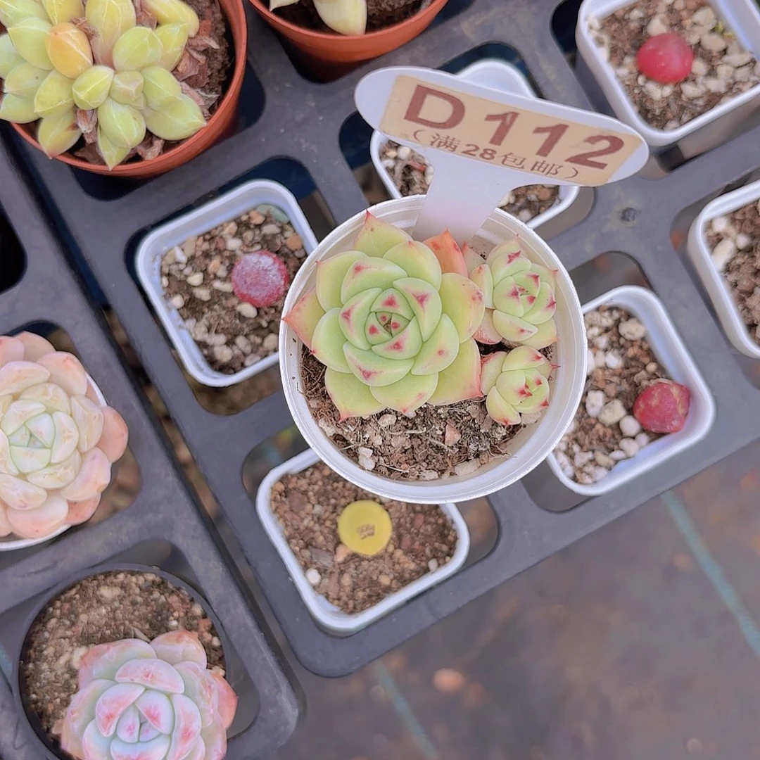 D112蓝眼睛一物一拍