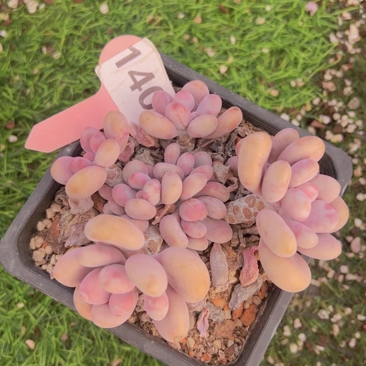 健健康康平平安安