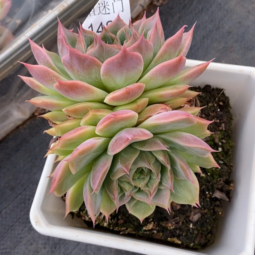 雷***迎杂交精品多肉1486~11厘米