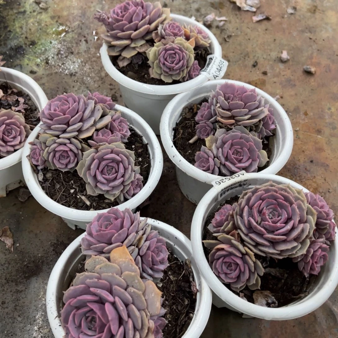 粉蝶三头起发多肉