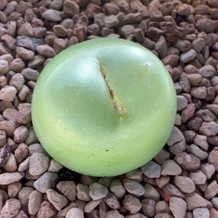 A826.  优选厚皮拉登。 四年1200