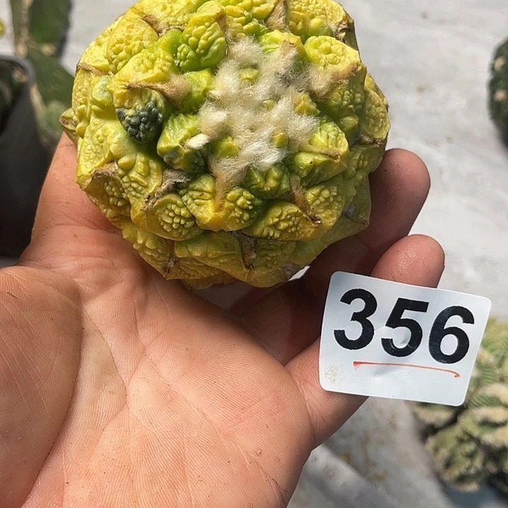 完全开放356勾尤锦哥斯拉