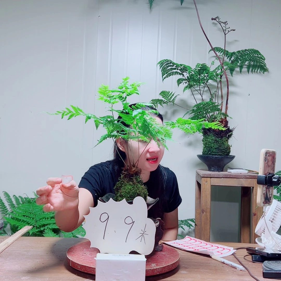 无花朵金丝虹鳞蕨