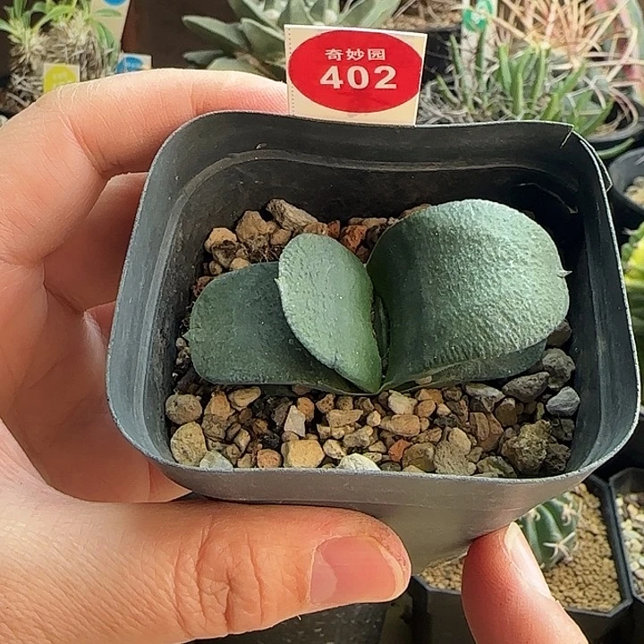 卧牛一棵6687766877