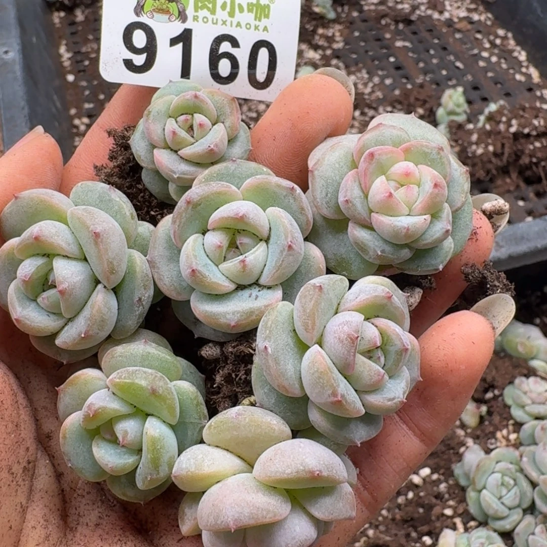 多肉植物多肉植物