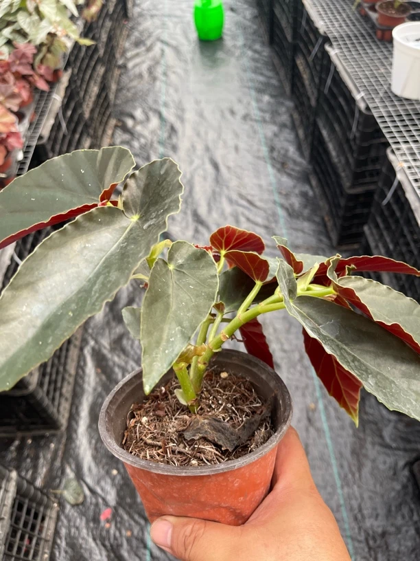 竹节海棠花盆栽大叶斑点四季可养室内阳台观叶花卉植物