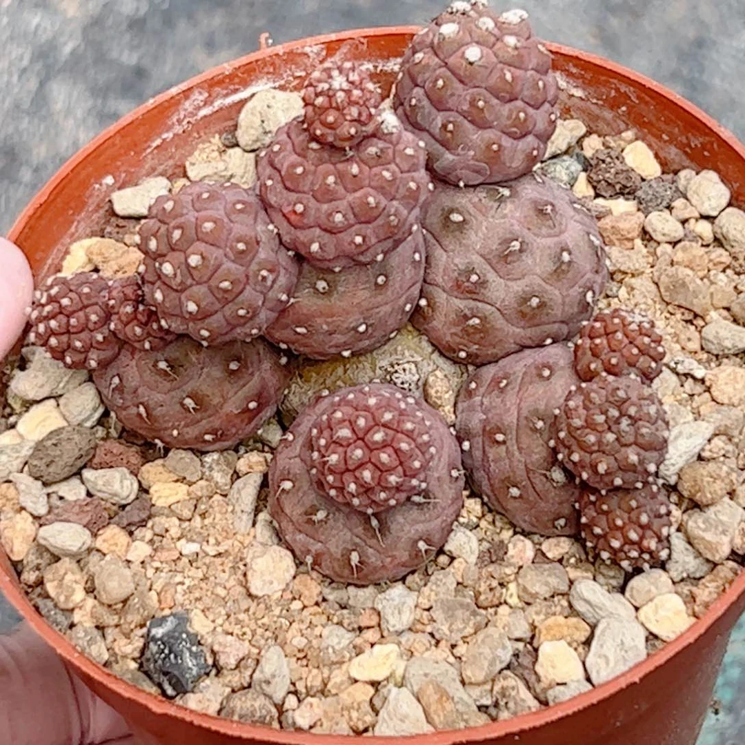 习志野仙人球自根