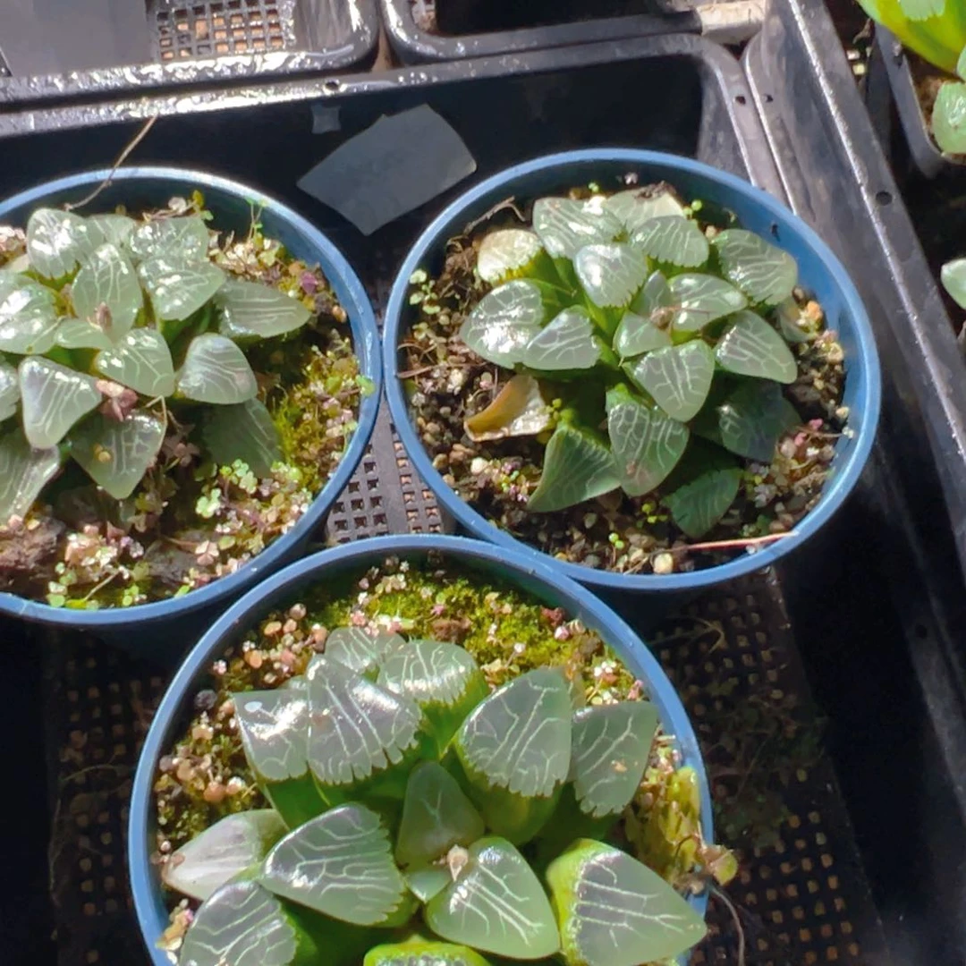 加仑盆月影母本一颗