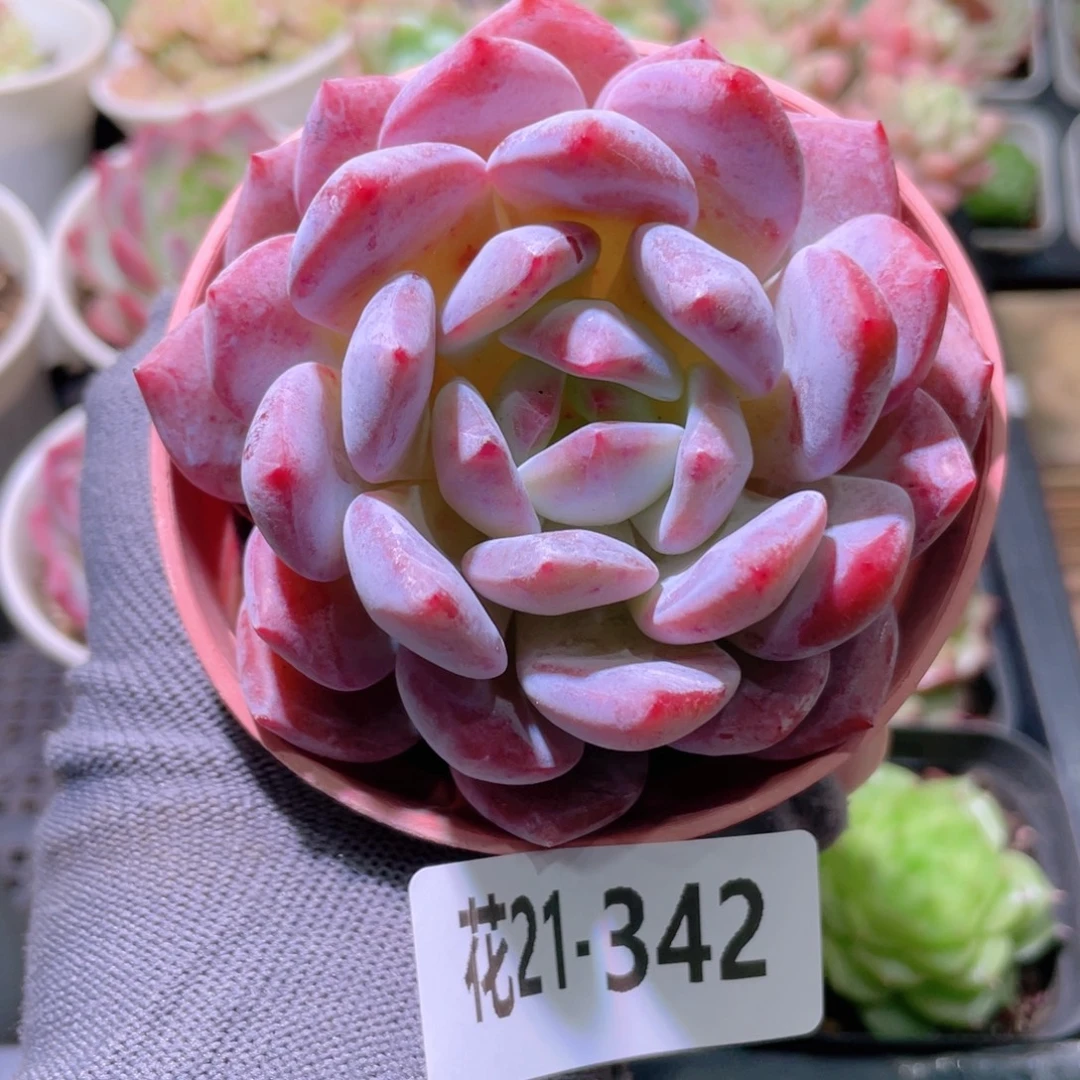 花利美21-342橙梦露