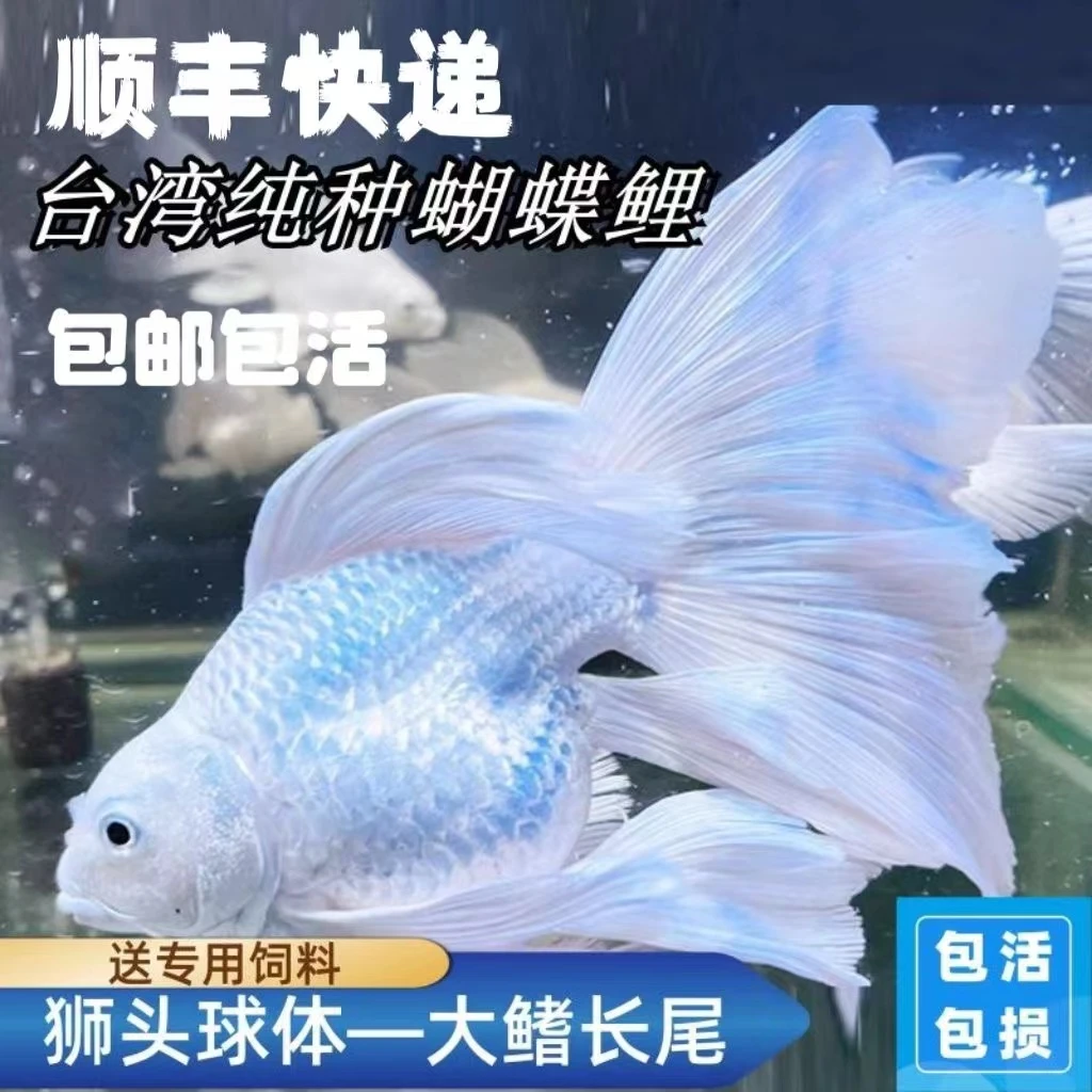 纯种短球体石膏白长尾台湾蝴蝶鲤观赏鱼冷淡水好养耐活