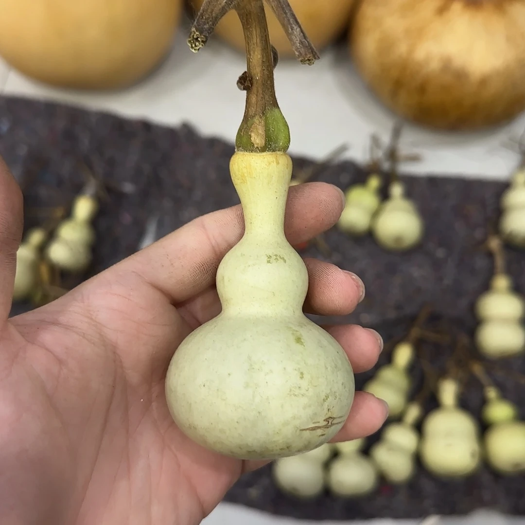 南***星葫芦ensksnsnsnssnsn