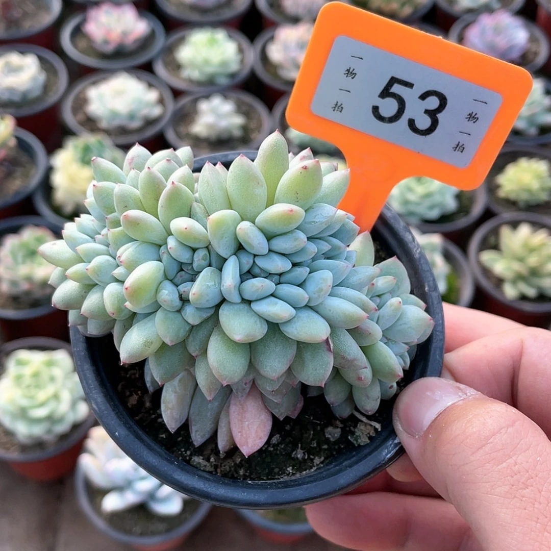 【闪购商品】陈*53号的