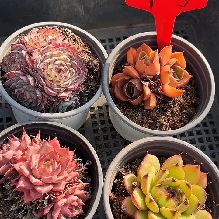 九号框    福利多多