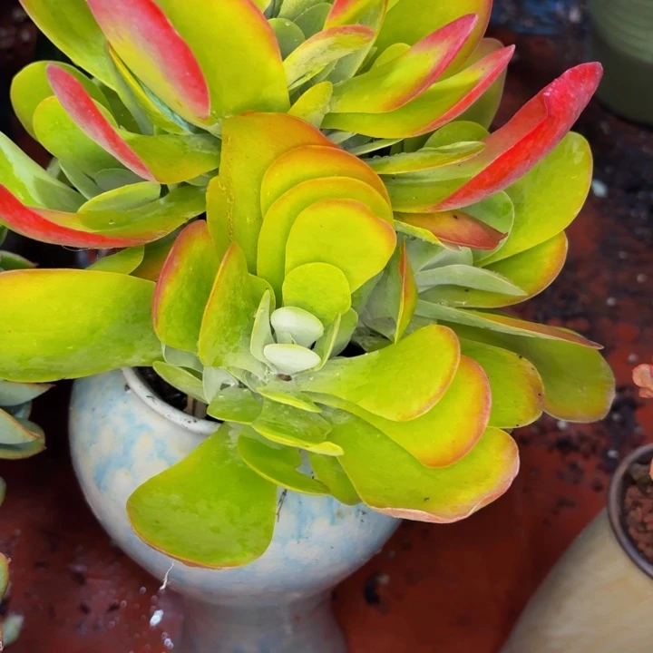 涟***蜂老桩精品肉肉唐印