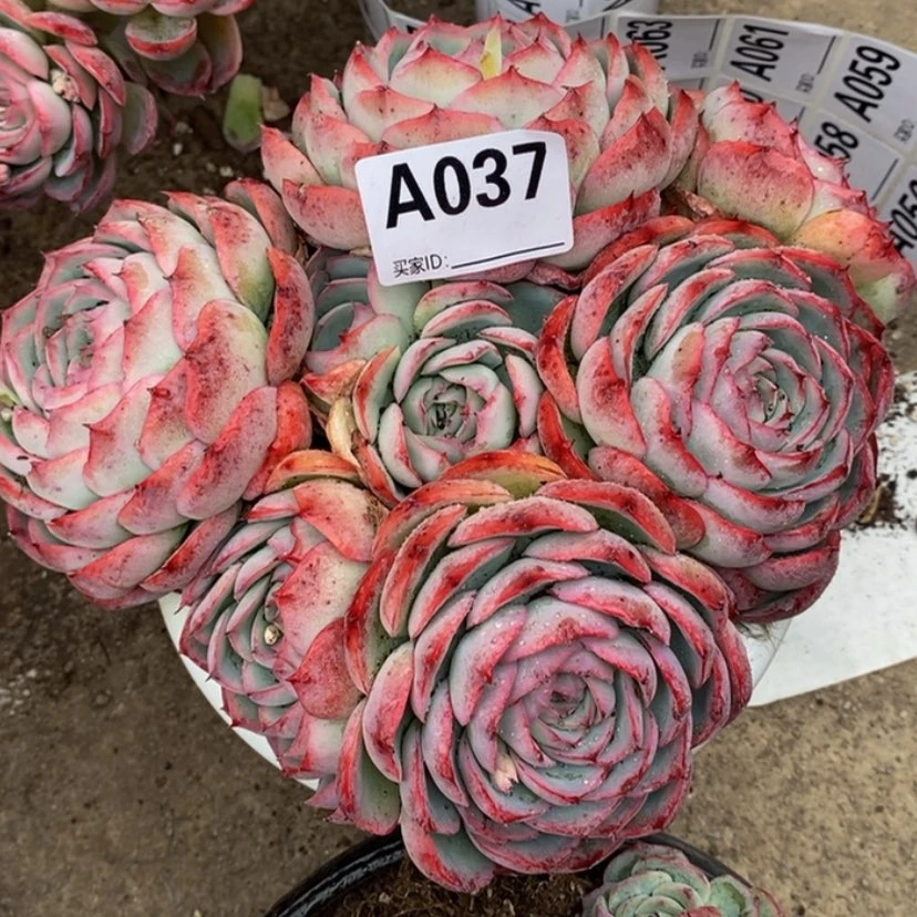 【闪购商品】雨***！多肉植物