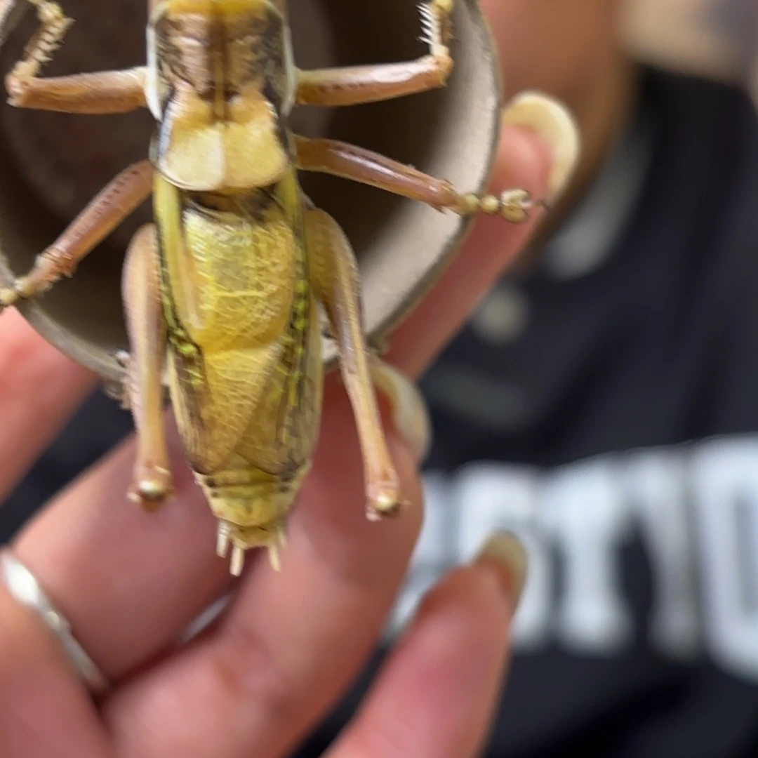 得***在蝈蝈蝈蝈福福价格