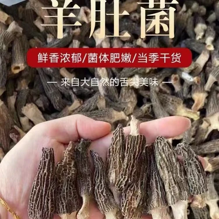 干货羊肚菌4-7新货煲汤农家无熏硫特产炖汤炒菜食材