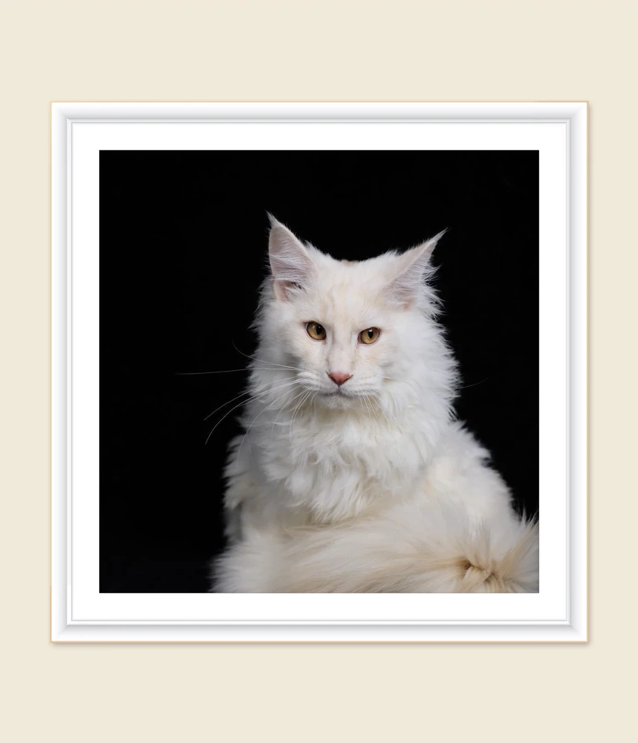 莱恩缅因猫相册宠物相册情侣猫相册链接