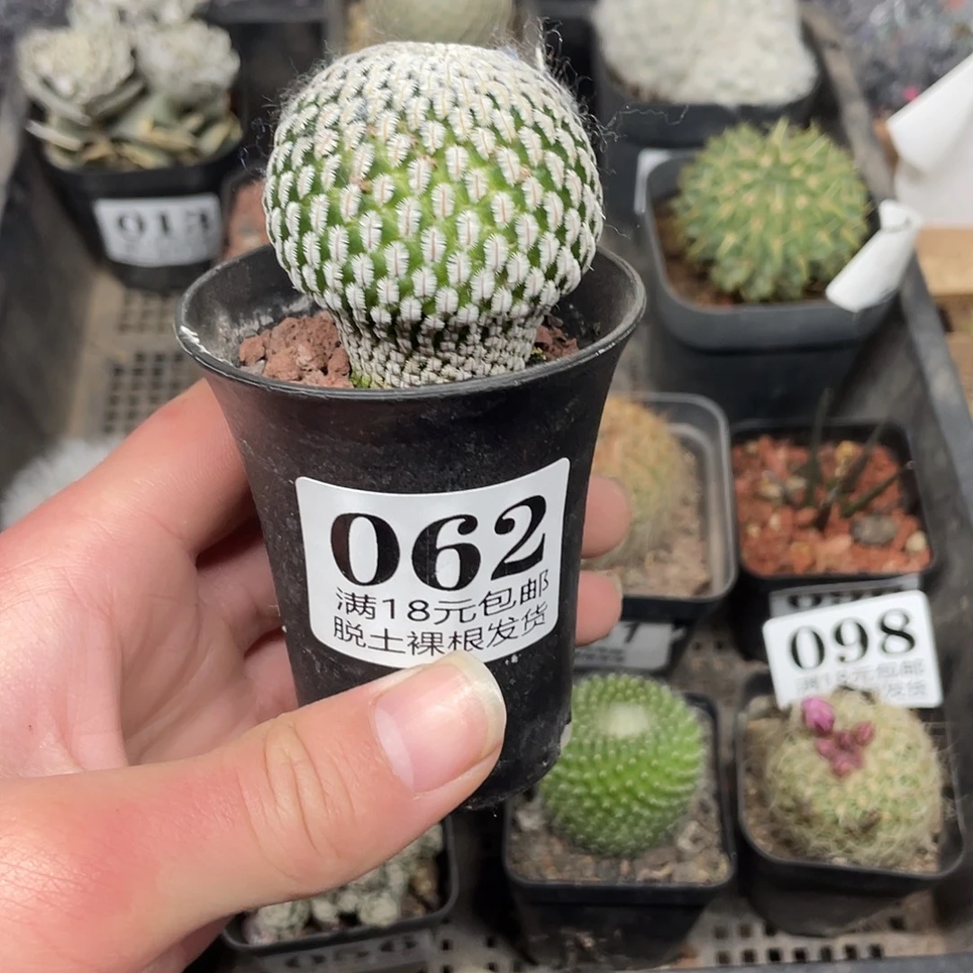 62白蝎子（满18包邮）