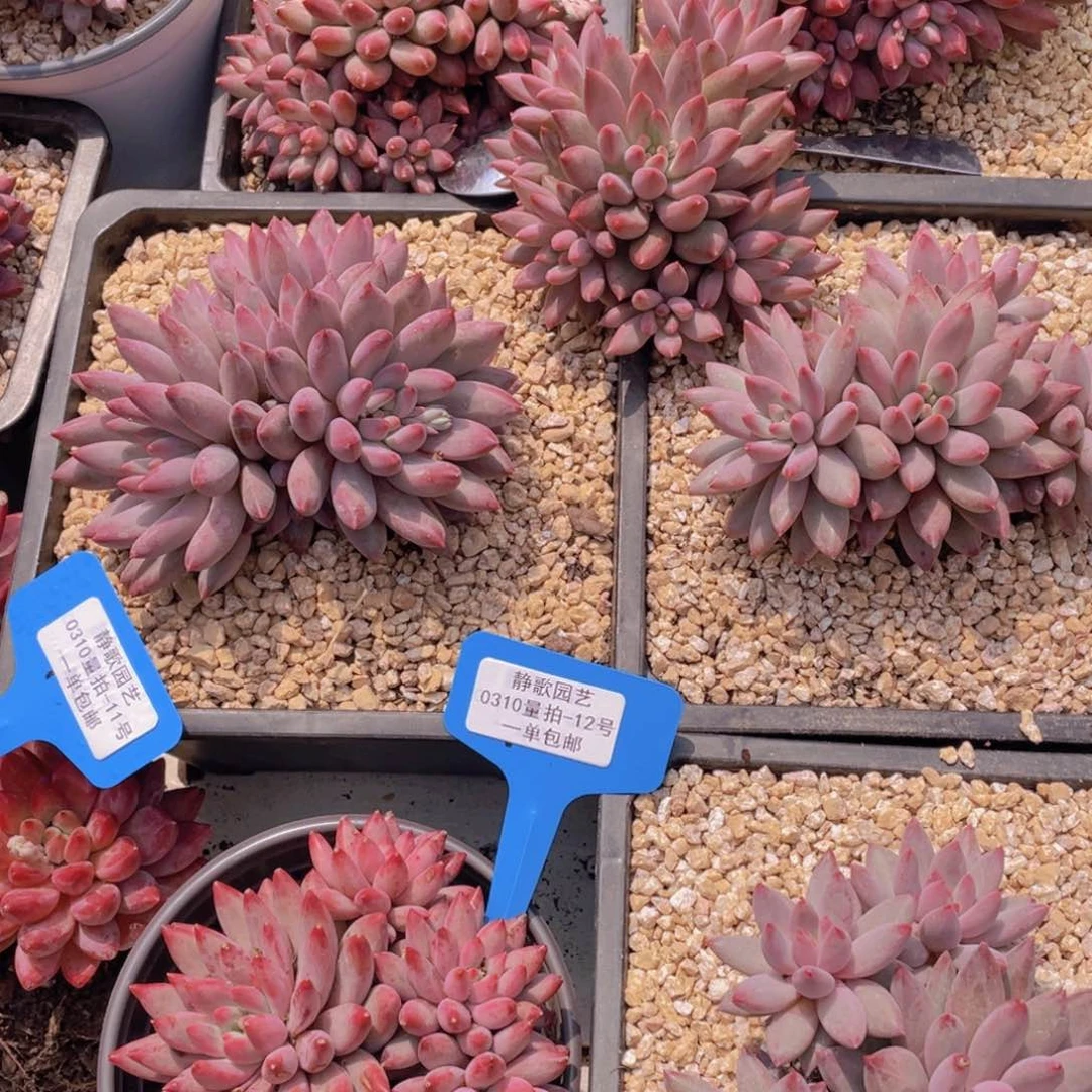 0310-12-虞美人大群老桩一刻