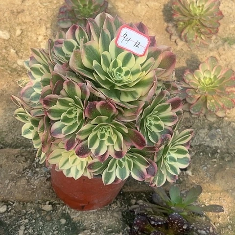 多肉白凤94不包断枝