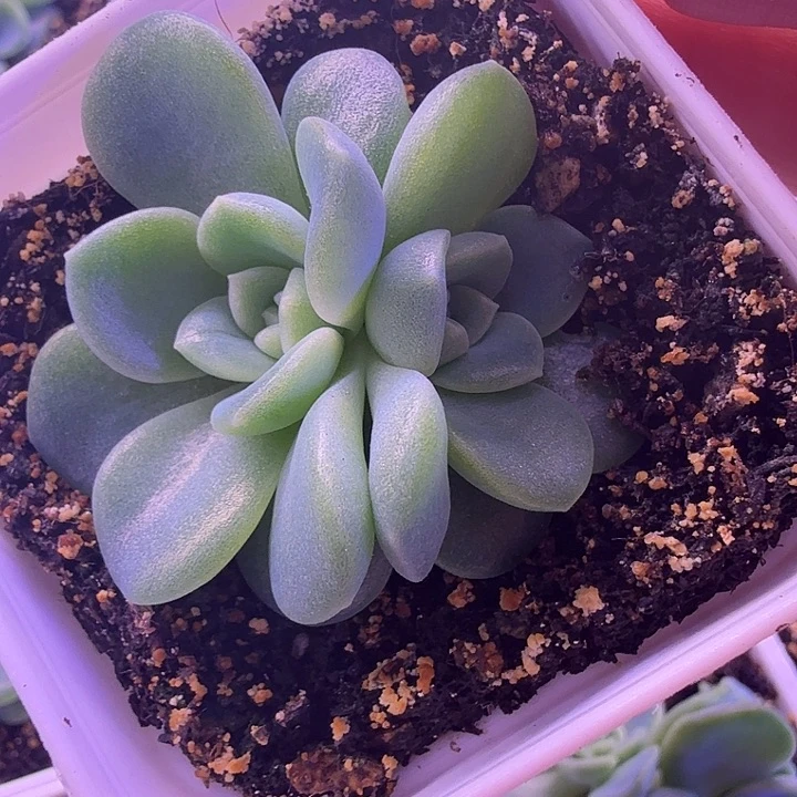 皦玉叶插苗一物一拍