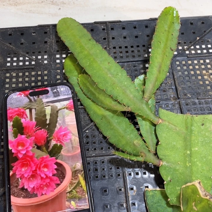 当前无花栽培后可以开花23