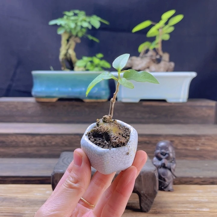 当前无花朵，栽培后可花朵