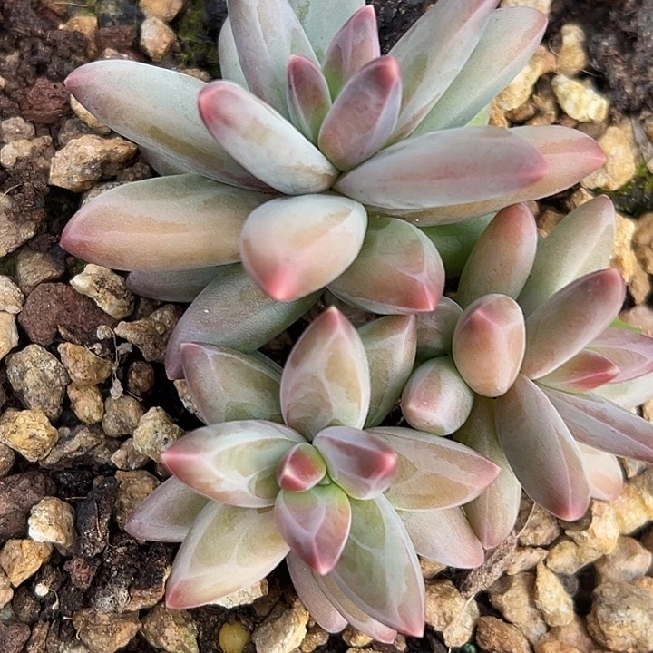 美人大群特价一物一拍