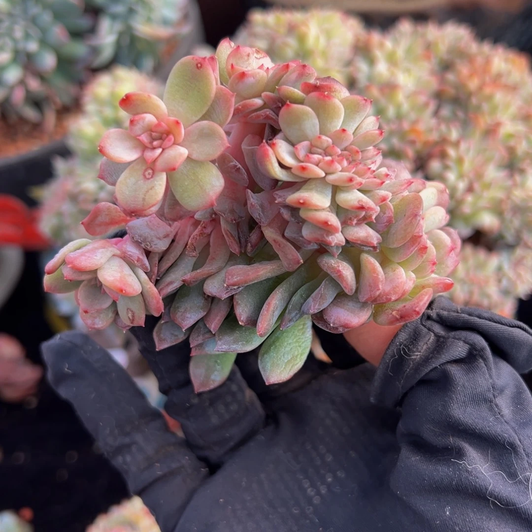 琥珀缀555 天天开心