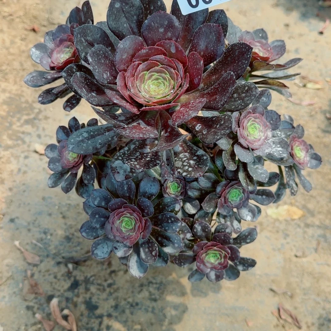 炫彩圆叶多肉008满20包邮断枝不包