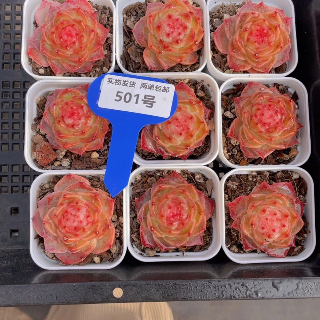 501号红糖心冻唇蜜单头一个