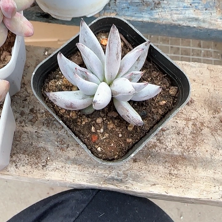 青蛙王子儿童牙膏111