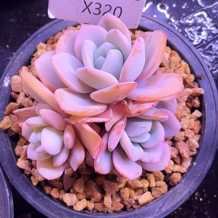 静***开我是你的小可爱啊我的小可爱啊呜呜