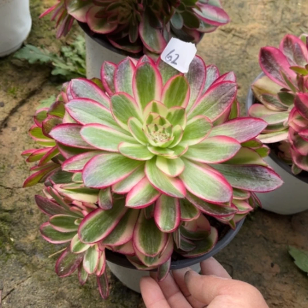 【闪购商品】62荔枝多肉法师
