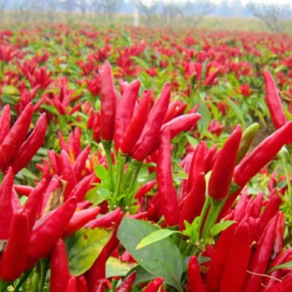 【簇生朝天椒种子】四季种植盆栽阳台