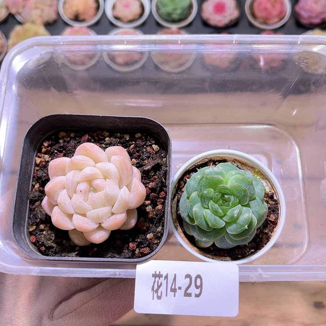 花利美14-29框拍2颗