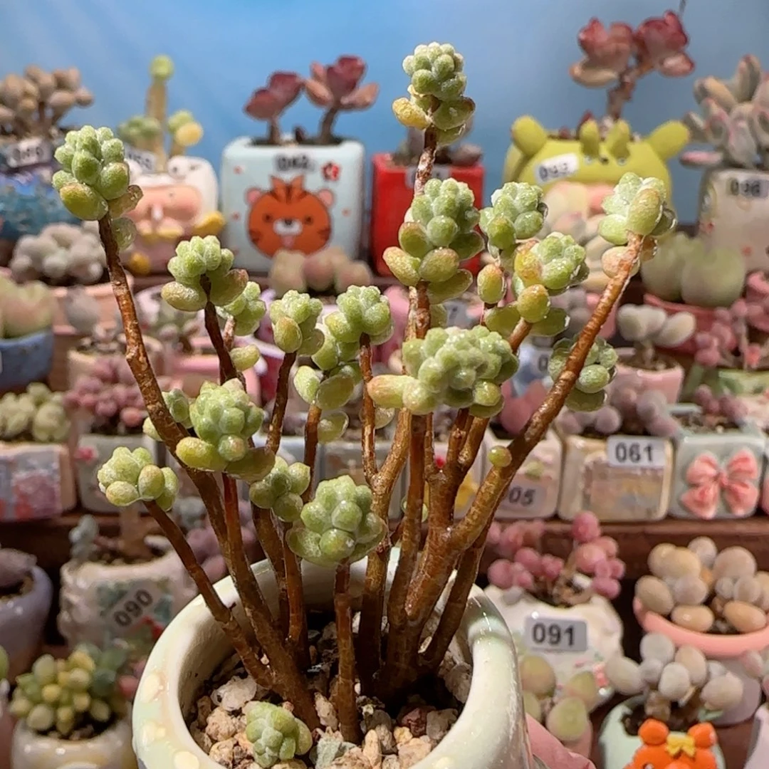 幸运树 盆口3.5cm