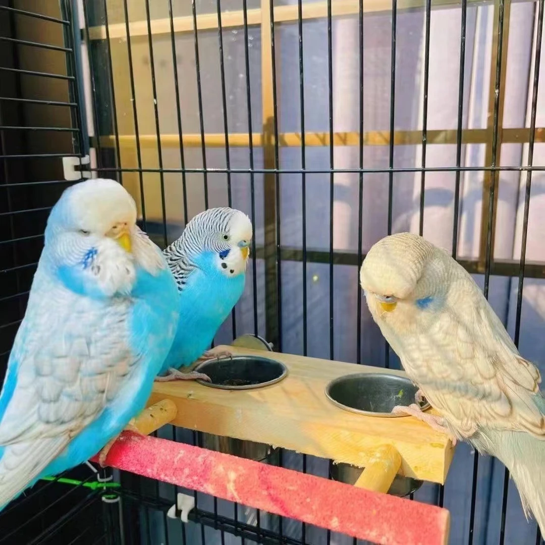 特色大头虎皮鹦鹉可教说话萌宠