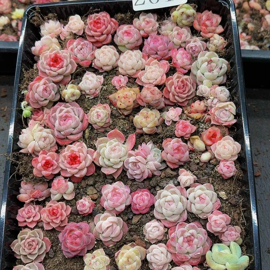 我****^多肉植物多肉植物201