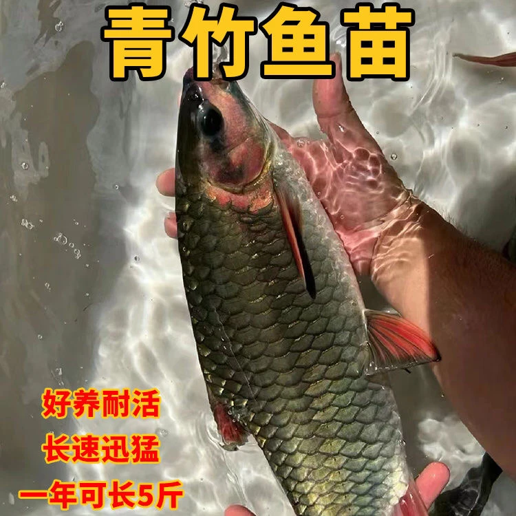 优质青竹鲤鱼红脸青倒刺鲃淡水鱼青竹鱼渔场直供发货