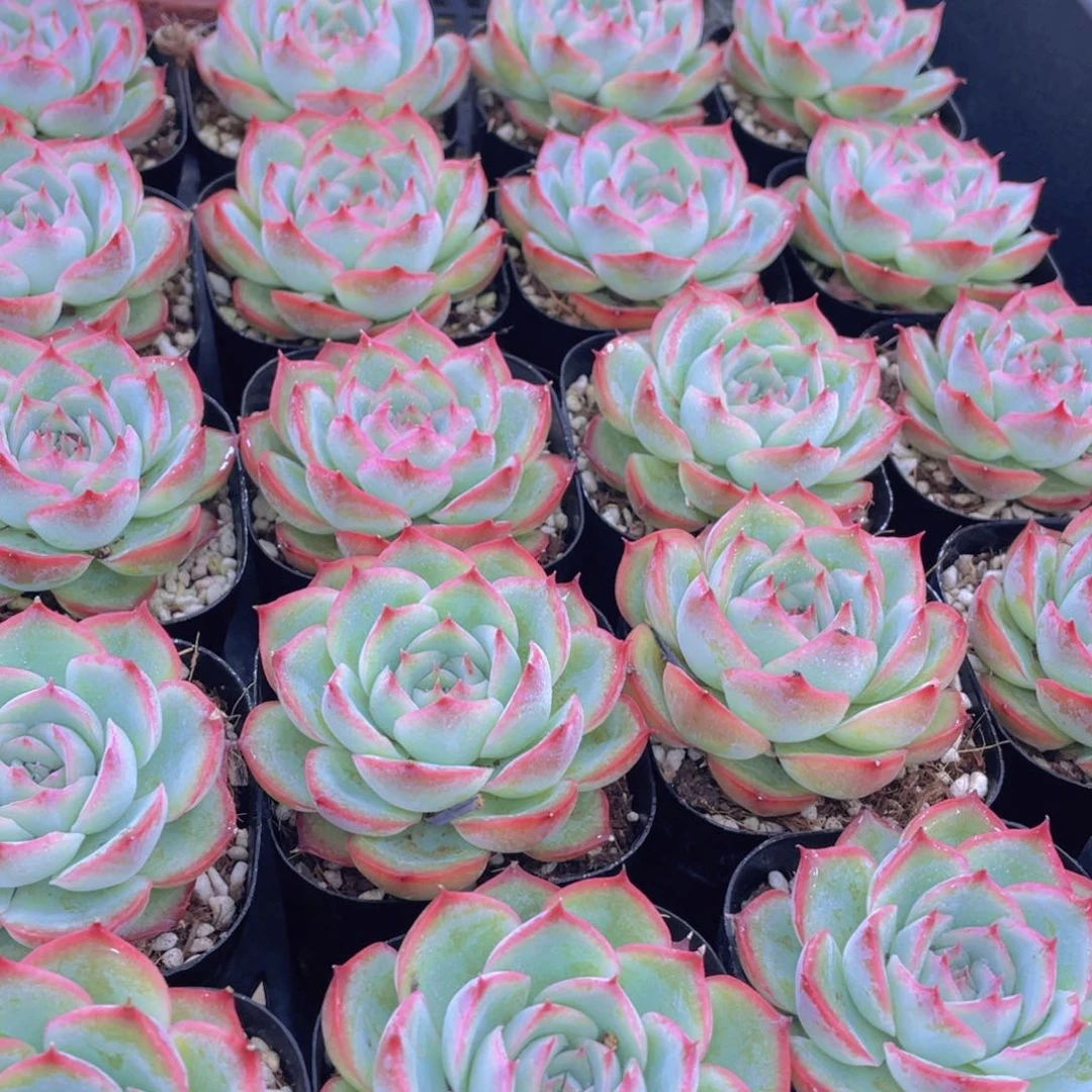 量拍37号 玫瑰花粉侧影单头一个