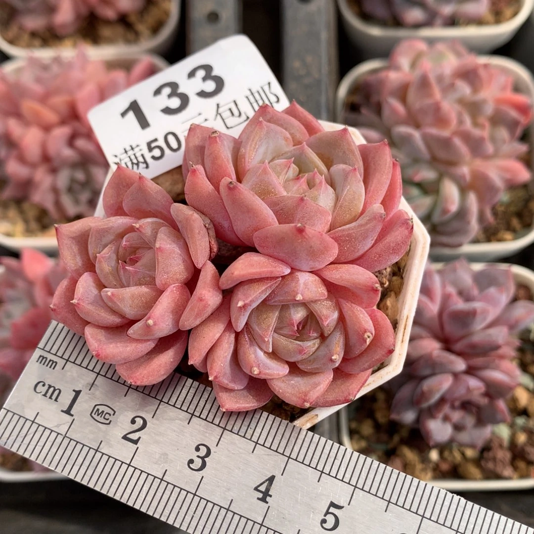 133三头桃林群生冠服5