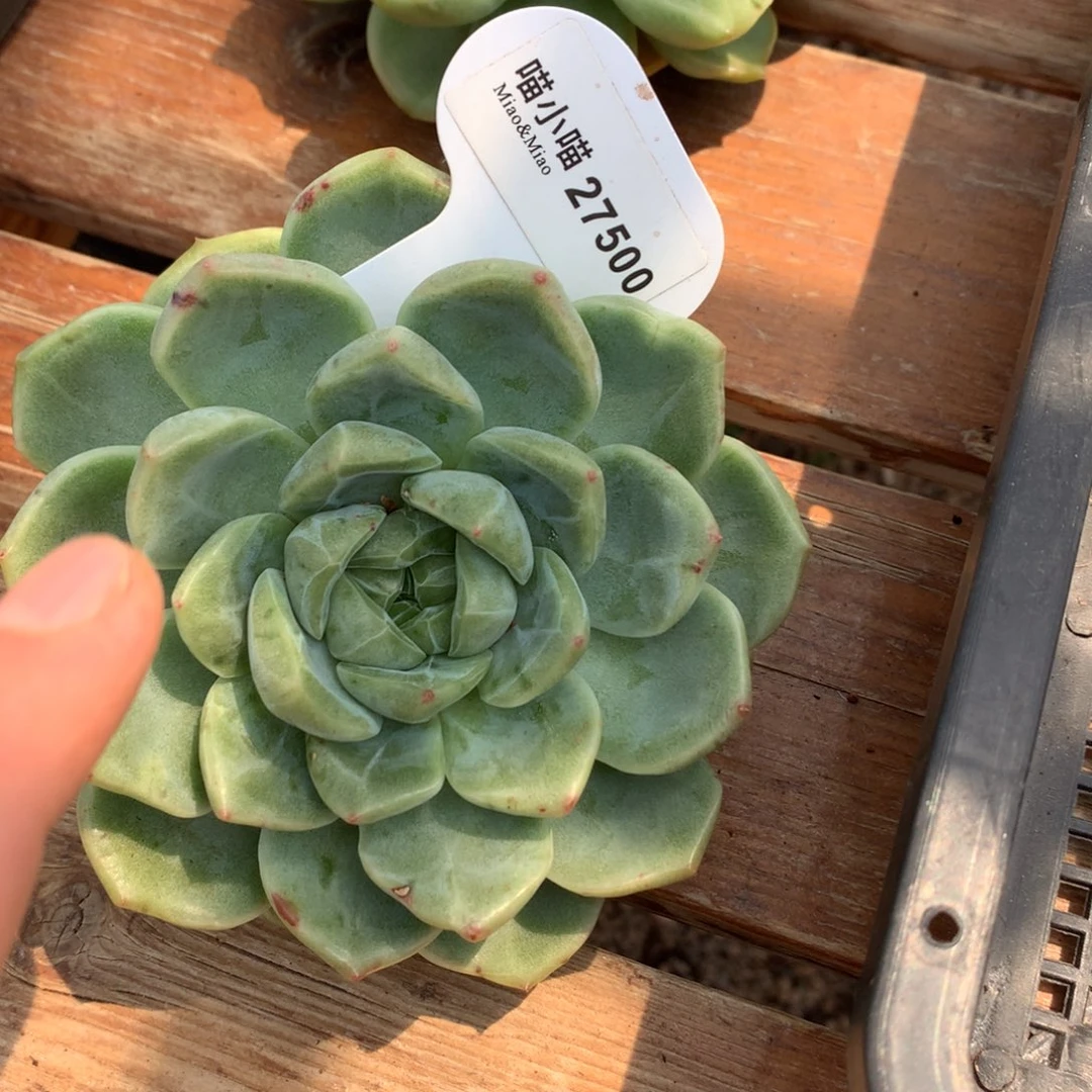 悠***悠多肉植物东云唐心