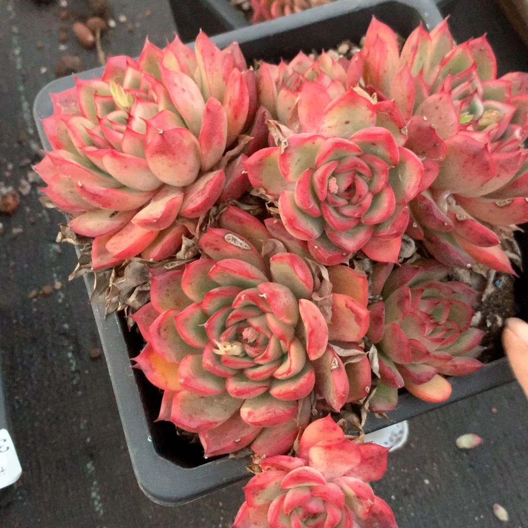 3831杂交多肉植物基地